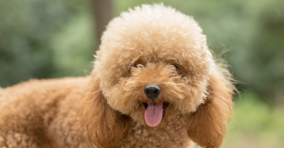 7 Signs It's Time to Schedule Professional Pet Grooming
